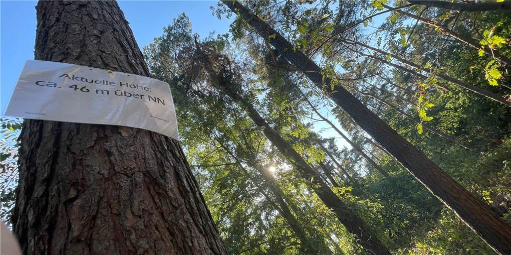 Neue Stever in Olfen: Muss Verursacher des Problems die Kosten tragen? An einem Baum in einem kleinen Wald in Olfen hängt das Schild: „Aktuelle Höhe: ca. 46 m über NN."