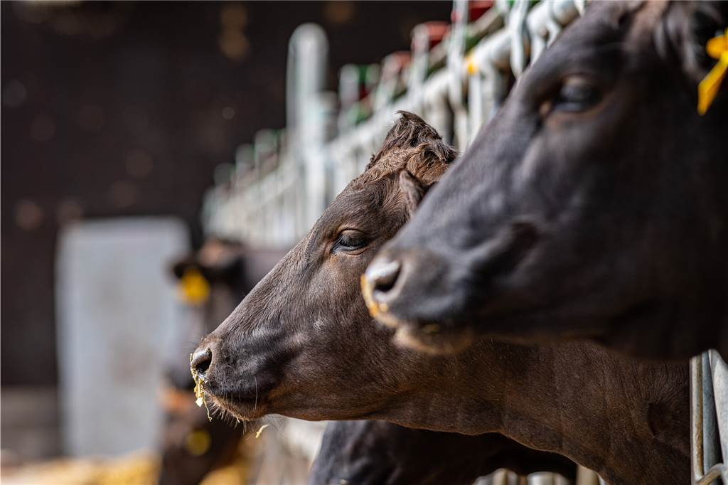 Schon ein Tag in der Woche ohne Fleisch hilft der Umwelt Junge Rinder stehen in einem Stall.