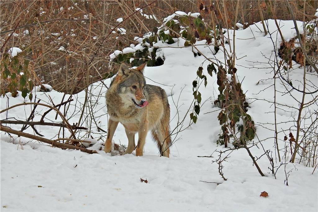 Sven Bieckhofe wartet stundenlang auf Wölfe und andere Wildtiere Ein Wolf in freier Wildbahn.