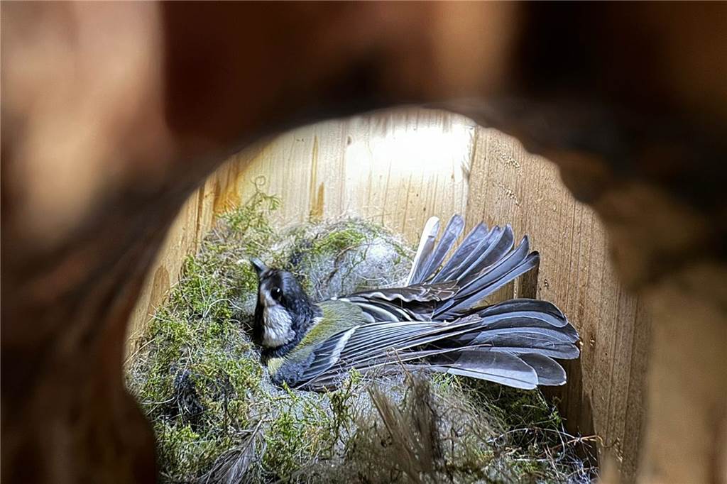 Helmut Kaczmarek ist „Meisen-Flüsterer“: 1,7 Mio. Aufrufe für YouTube-Video Beim Blick durch das Loch eines Brutkastens ist eine Meise zu sehen, die in einem Nest liegt.