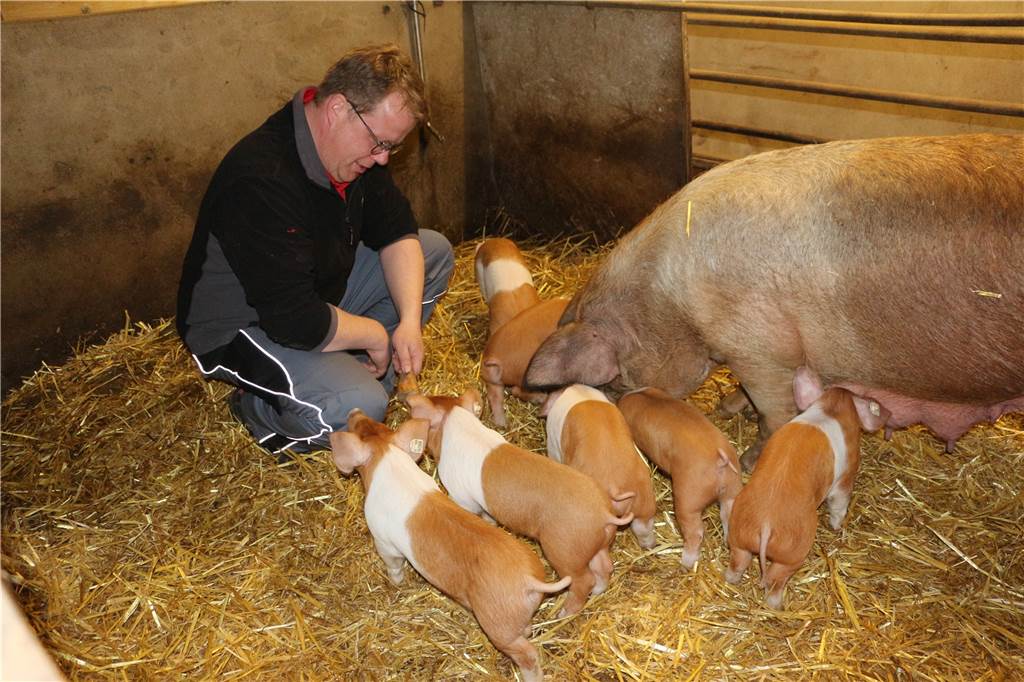 Dank Günther Jauch: Husumer Schweine bringen Leben zurück in Wiggerings Stall Für Hendrik Wiggering ist die Hobbyzucht vor allem ein Ausgleich zum Alltag. Die rötliche Färbung der Jungtiere dunkelt mit der Zeit übrigens ab.
