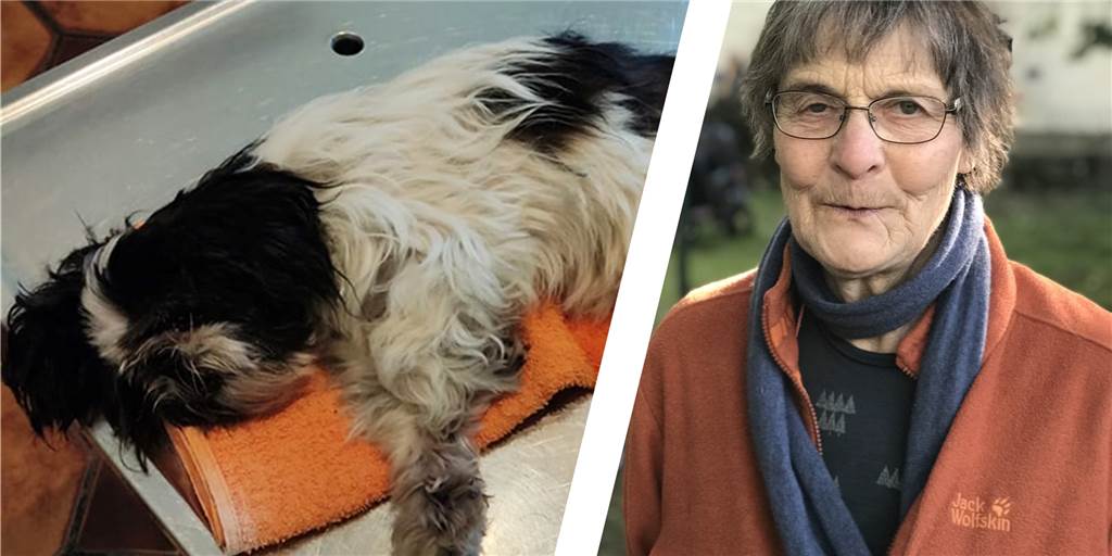 Gequälter Hund in Castrop-Rauxel: Bürgerin setzt Belohnung aus Montage einer vernachlässigten Shih Tzu Hündin und Elke Balz vom Refugium für Tiere in Castrop-Rauxel.