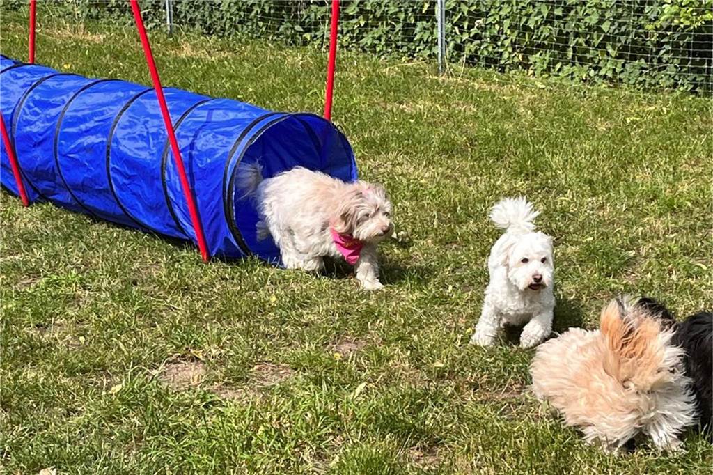 Hardter Hundewiese wird zum Renner: Verein erhöht Mitgliederzahl Hunde