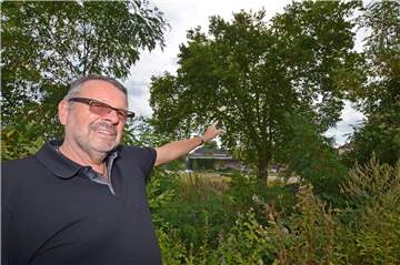 Für Rainer Gorecki sieht die Platane gesund aus. Er kämpft um den letzten alten Baum im Neubaugebiet.
