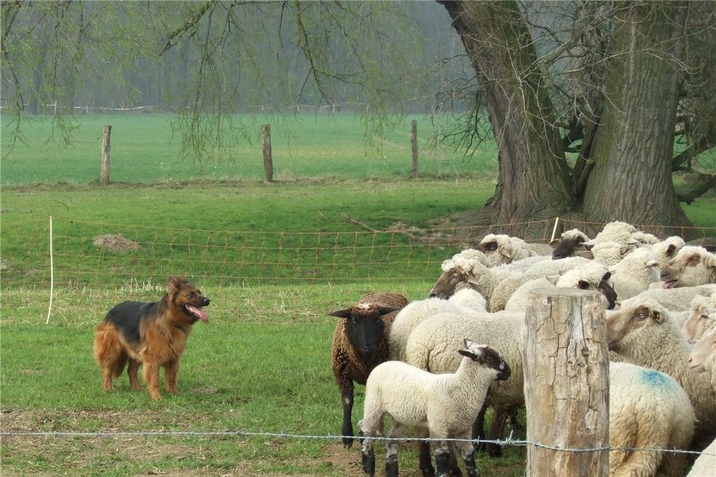 Gerissene Rehe und Schafe, verseuchte Äcker – Hunde sorgen für Ärger Für Schafe ist jeder Hund ein Wolf - mit Ausnahme der Herdenhunde wie hier in der Herde von Rudacks.