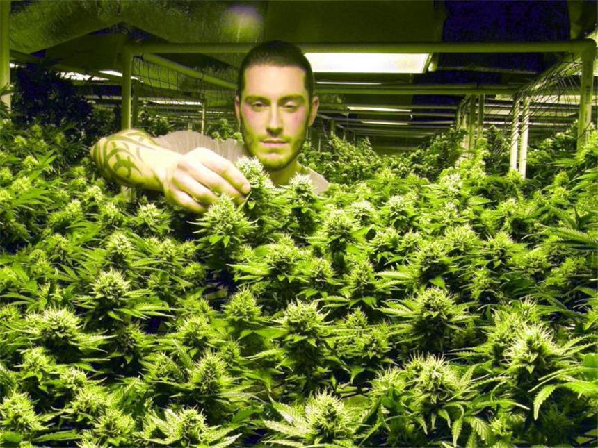 Zwischen Hoffnung und Unsicherheit: Cannabis auf Rezept Für schwerkranke Patienten ist die Pflanze oftmals die letzte Hoffnung. Foto: Heike Schmidt/dpa