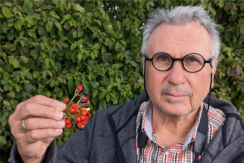 Ein Warnzeichen für die heimische Vogelwelt Thomas Griesohn-Pflieger hält leuchtend-rote Beeren in der Hand, während er vor einer grünen Hecke steht.