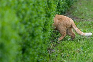 Für viele Tiere sind Gartenhecken beliebte Zufluchts- und Lebensräume. Daher darf ein umfangreicher Beschnitt nur innerhalb eines bestimmten Zeitrahmens im Jahr erfolgen. Foto: Patrick Pleul/dpa-Zentralbild/dpa