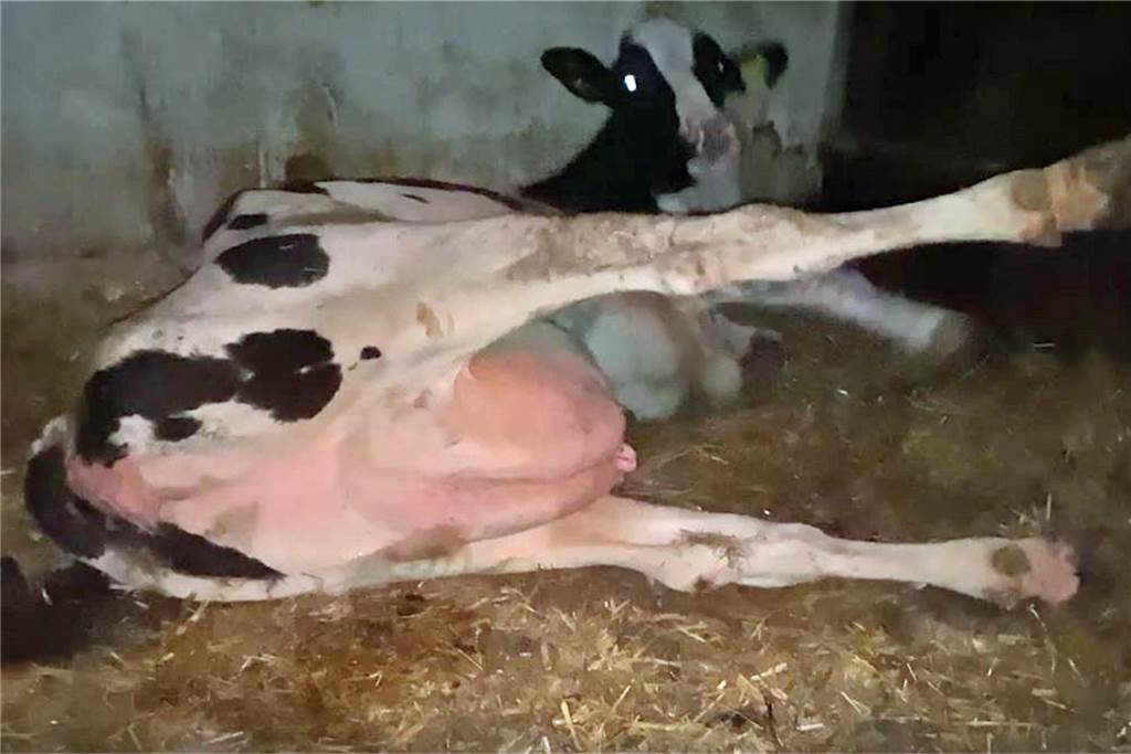 Mecke Skandal: „Soko Tierschutz“ ist unzufrieden mit der Anklageschrift Furchtbare Bilder lieferten die versteckt angebrachten Kameras: Eine Kuh hat offenbar Schmerzen, kann sich nicht aufrichten.