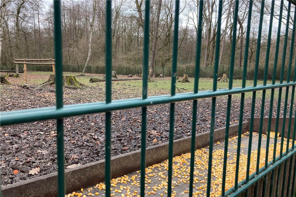 Wildgehege Grutholz zu voll? Familie gibt Ausflugtipp gegen Corona-Koller Gaaanz hinten im Gehege verstecken sich die Tiere. Sie sind kaum zu erkennen.