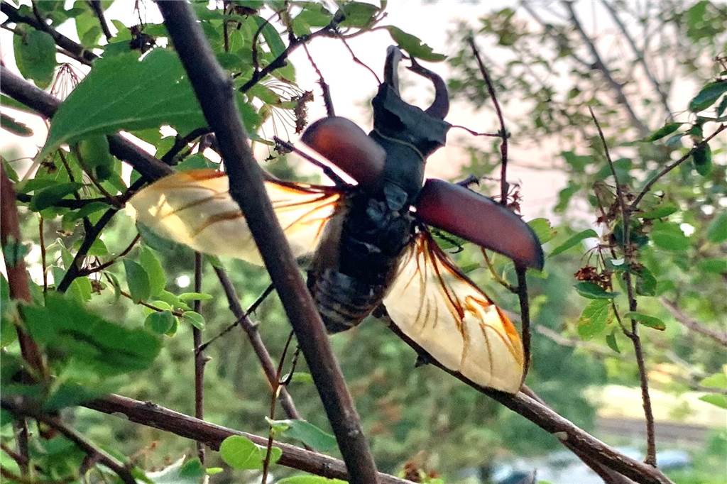Gabriele Greul entdeckt seltenes Tier im heimischen Garten Ein Hirschkäfer hängt an einem Ast.
