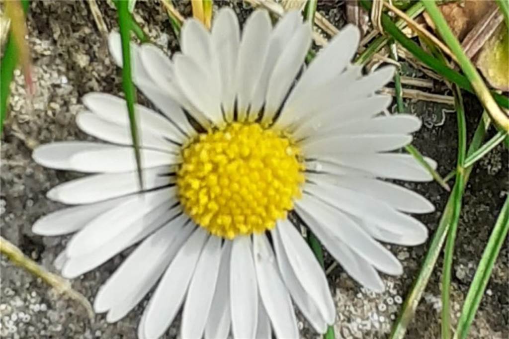 Ein Gänseblümchen in Nahaufnahme.