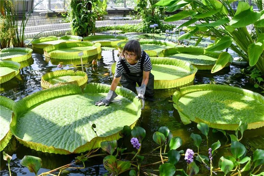 Königin der Seerosen wird nachts von Menschen bestäubt Gärtnerin Roswitha Domine begutachtet die Blätter der Riesenseerose Victoria im Botanischen Garten Berlin. Das Schaugewächshaus ist nach umfangreichen Sanierungsarbeiten wieder geöffnet. Foto: Jens Kalaene
