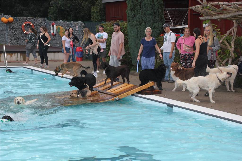 Viele Fotos vom Hundeschwimmen im Freibad Brambauer: Saisonabschluss auf vier Pfoten Gäste auf vier Pfoten durften zum Saisonabschluss ins Freibad Brambauer.