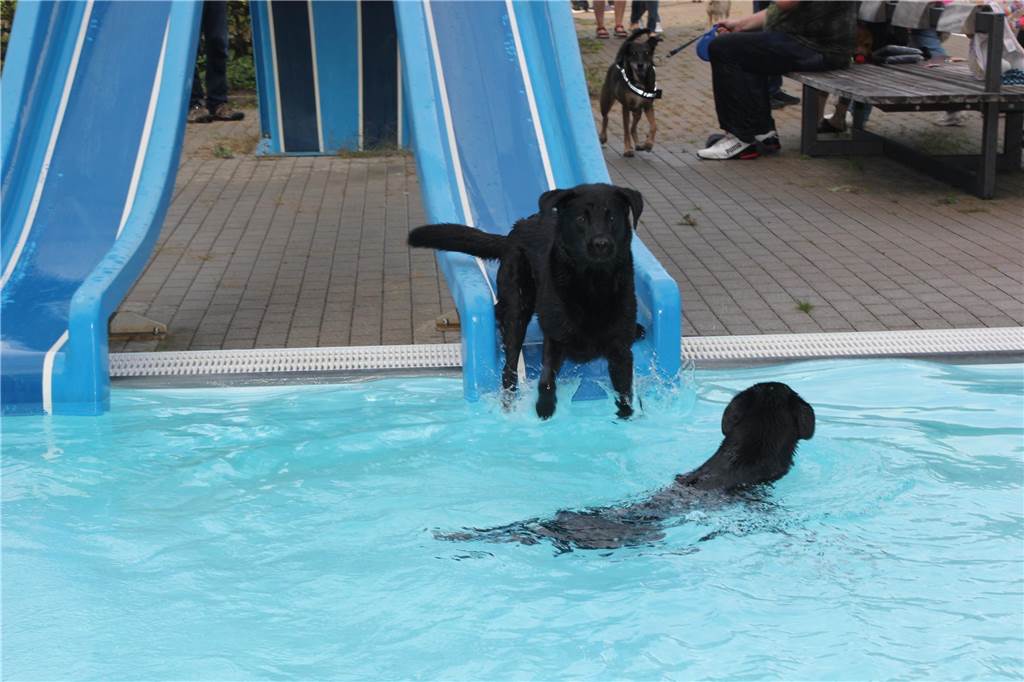 Gäste auf vier Pfoten durften zum Saisonabschluss ins Freibad Brambauer.