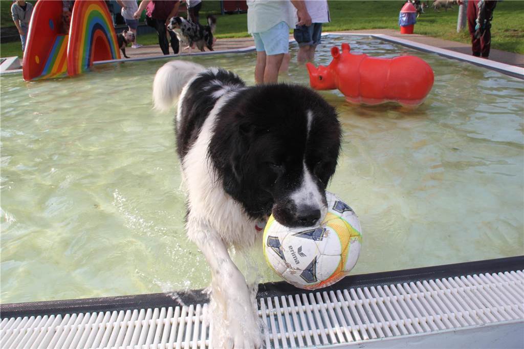 Gäste auf vier Pfoten durften zum Saisonabschluss ins Freibad Brambauer.