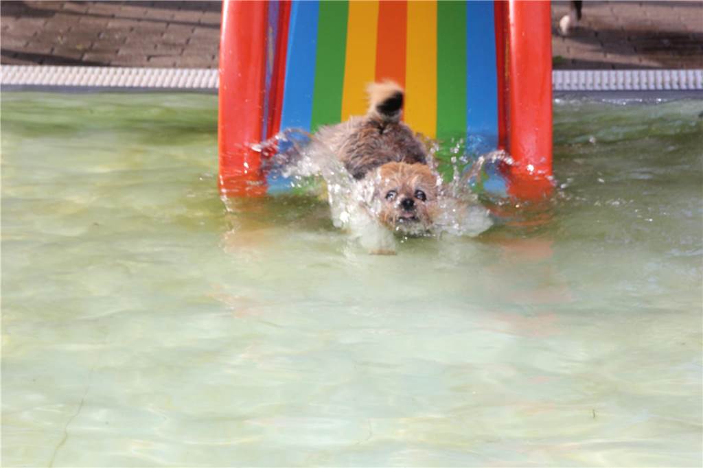 Gäste auf vier Pfoten durften zum Saisonabschluss ins Freibad Brambauer.