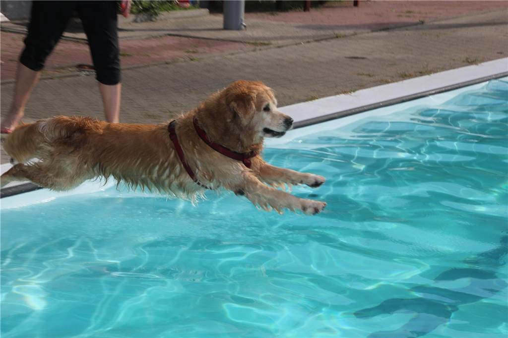 Gäste auf vier Pfoten durften zum Saisonabschluss ins Freibad Brambauer.