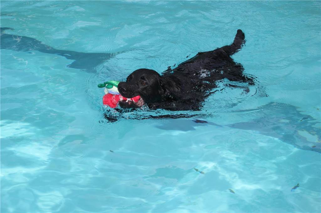 Gäste auf vier Pfoten durften zum Saisonabschluss ins Freibad Brambauer.