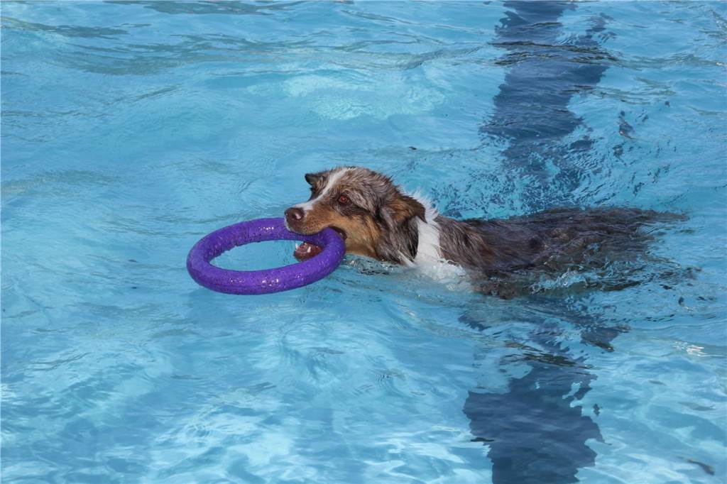 Gäste auf vier Pfoten durften zum Saisonabschluss ins Freibad Brambauer.