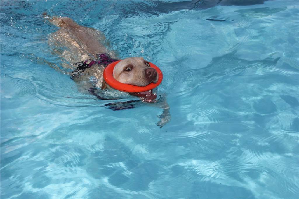 Gäste auf vier Pfoten durften zum Saisonabschluss ins Freibad Brambauer.