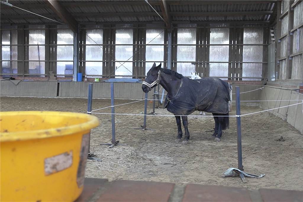 Nach Brand auf dem Pferdehof: Wehr und THW arbeiten Hand in Hand Ganz entspannt: Eines der in der Reithalle provisorisch untergebrachten Pferde.