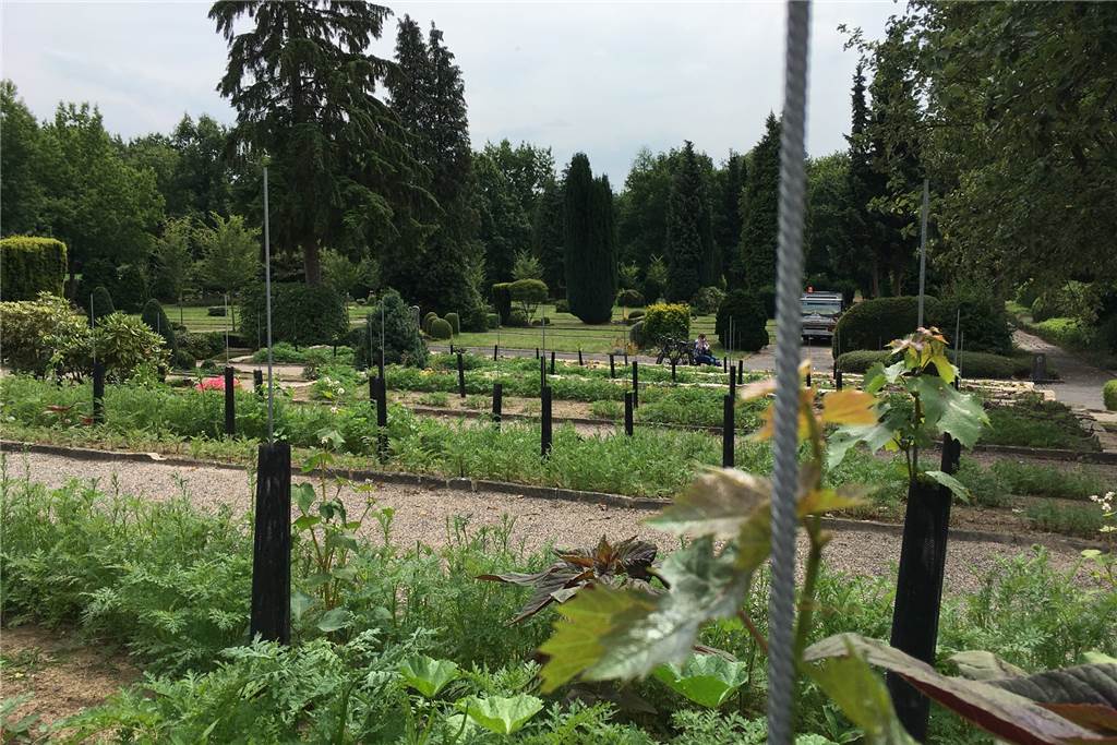 In einem Dortmunder Weinberg kann man sich jetzt auch begraben lassen Ganz langsam winden sich die zarten Pflänzchen an ihren Rankhilfen in die Höhe.