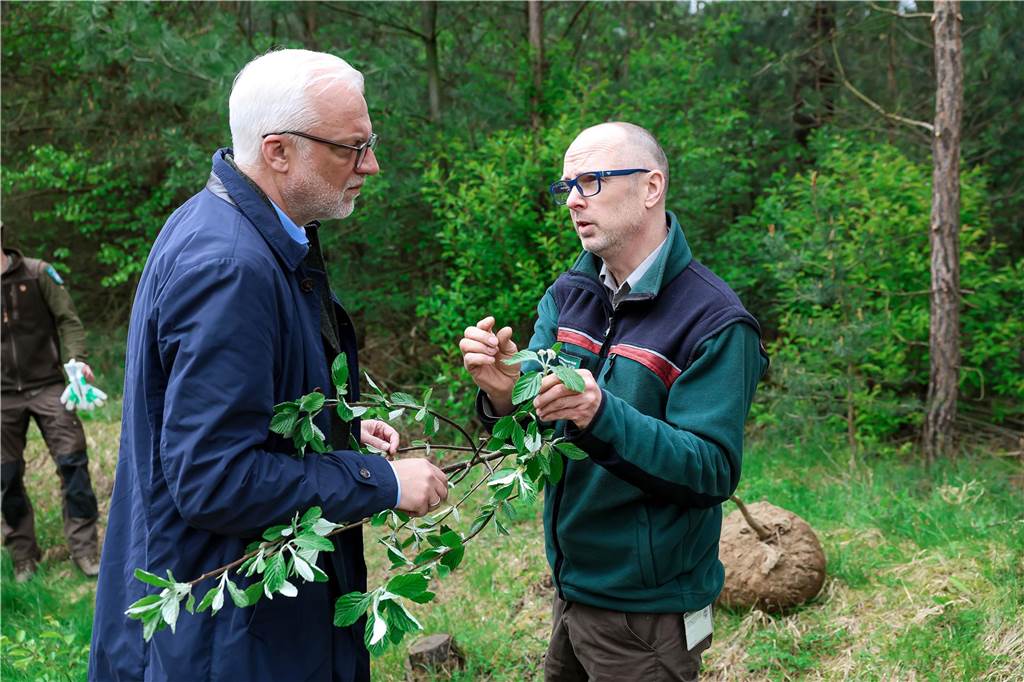 RVR-Direktor Garrelt Duin pflanzte Baum des Jahres 2024 in Dorsten Garrelt Duin ließ sich von RVR-Betriebsleiter Holger Böse die Besonderheiten der Echten Mehlbeere erklären.