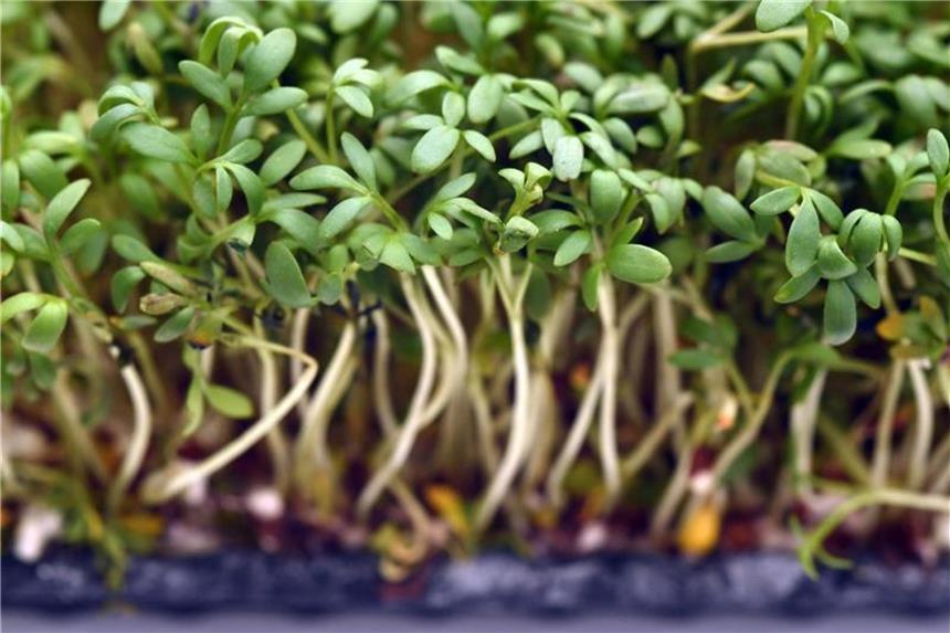 Kresse lieber nicht mitkochen Gartenkresse ist hitzeempfindlich: Am besten streut man die Blätter erst nach dem Kochen übers Essen. Foto: Andrea Warnecke