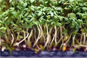 Gartenkresse ist hitzeempfindlich: Am besten streut man die Blätter erst nach dem Kochen übers Essen. Foto: Andrea Warnecke