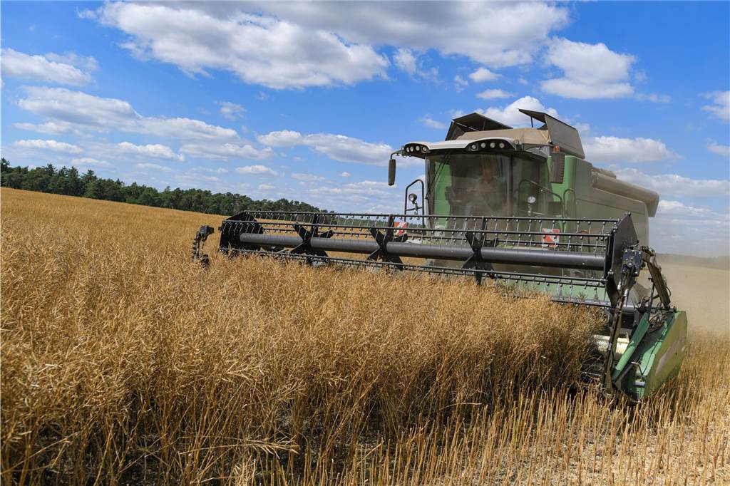 Sonne-Wolken Mix auf den Feldern: Der Raps blüht in Schwerte Ein Landwirt erntet mit einem Mähdrescher Raps auf einem Feld.