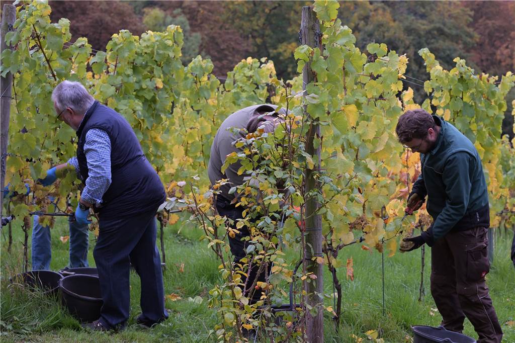 Geerntet wurden die Früchte von 1200 Weinreben.