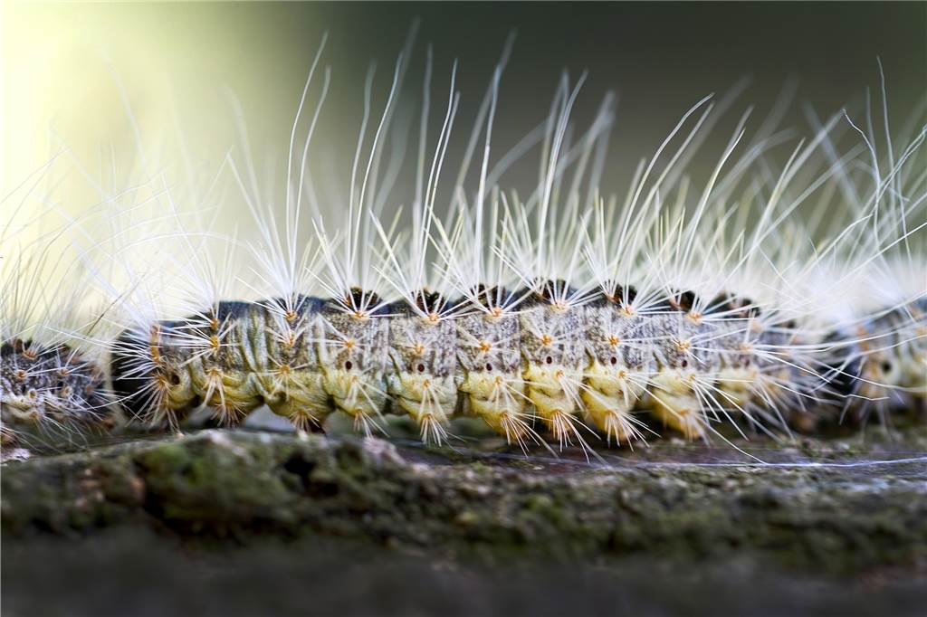 Eichenprozessionsspinner im Garten? Was das für Eigentümer bedeutet Gefährliche Brennhaare hat die Raupe des Eichenprozessionsspinners.