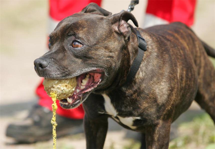 Hundesteuer: Unklarheit über "gefährliche Hunde" Gefährlicher Hund, ungefährlicher Hund - die Hundesteuer-Debatte in Selm geht weiter.