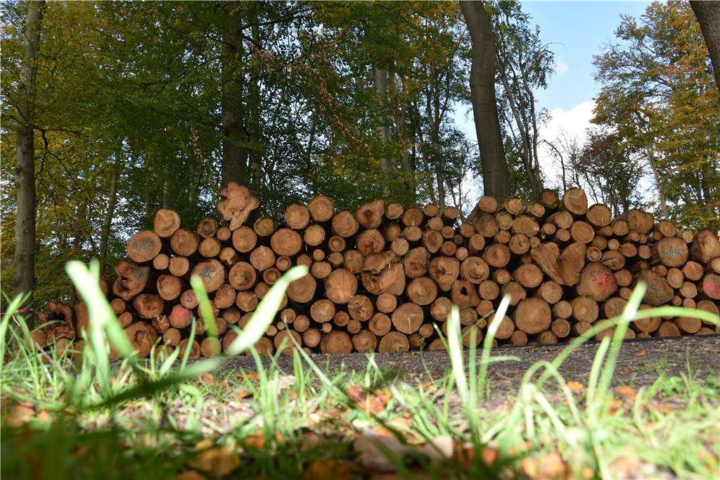 Gefällte Baumstämme liegen übereinander: Gleich zweimal gibt es diesen Anblick am Karnickelberg.