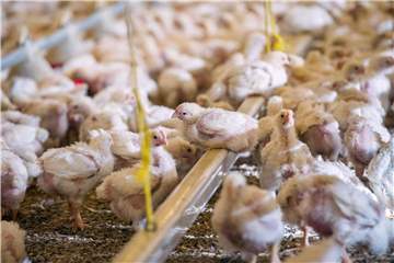 Geflügelmast in Oberbayern: Eine Gesündere Ernährung könnte den Agrar-Wasserverbrauch stark senken. Foto: Marc Müller
