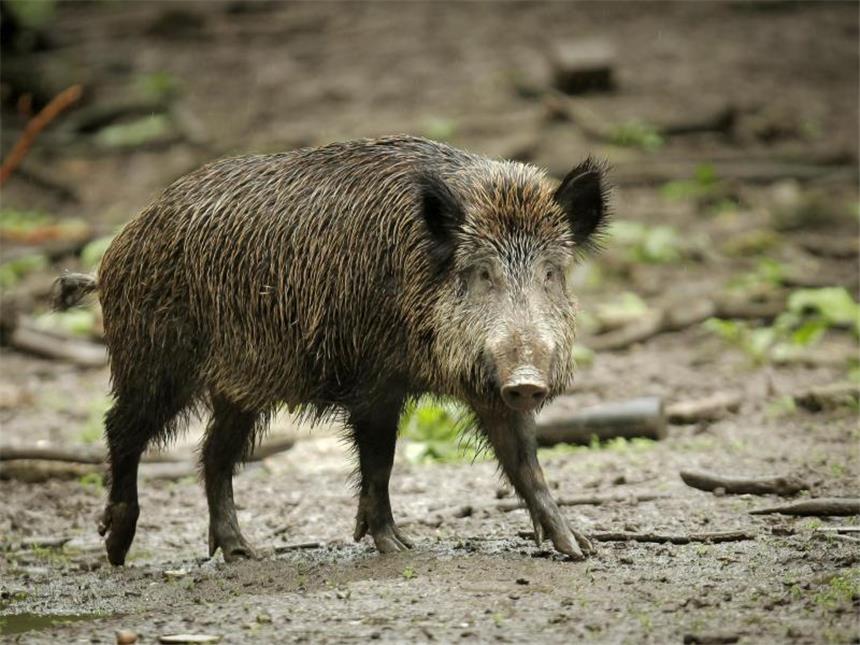 Füchse und Wildschweine im Garten - was Sie tun können Gegen Wildschweine im Garten hilft ein hoher, stabiler Zaun. Foto: Fredrik von Erichsen