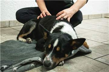 Geht es dem Hund nicht gut geht, können Spezialisten helfen: Im Deutschen Institut für Tierpsychologie und Tiernaturheilkunde in Lünen werden diese Spezialisten ausgebildet.
