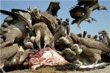 Geier beim Fressen. Mit Blei angereicherte Munition von Jägern gefährdet den Bestand an Weißrückengeiern. Foto: Raptors Botswana