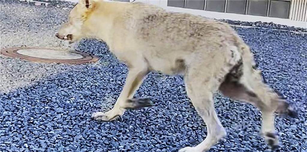 Wolf läuft durch Hannover – Ministerium bestätigt Fall Ein Wolfsrüde ist offenbar durch die Straßen Hannovers spaziert.