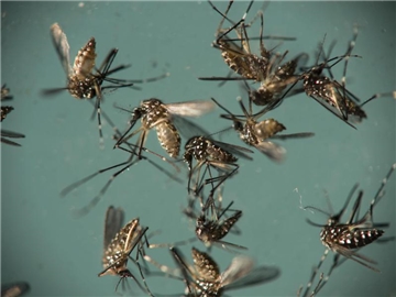 Gelbfiebermücken (Aedes aegypti) liegen im Fiocruz-Institut in Recife in einer Petrischale. Die Mücken können den Zika-Virus übertragen. Foto: Felipe Dana/Archiv
