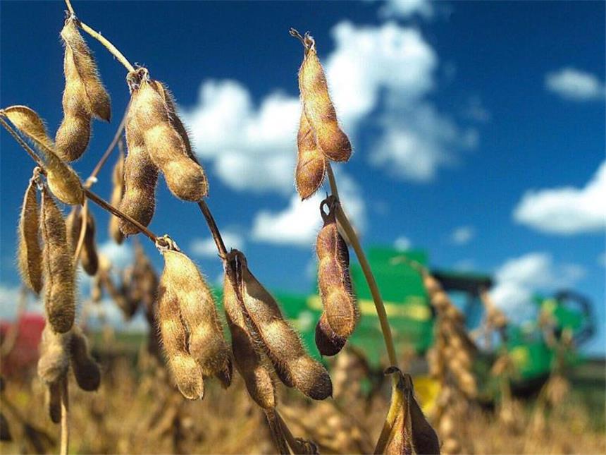 Regierung beschließt Regeln für Genpflanzen-Anbauverbot Genveränderte Sojapflanze auf einem Feld in Brasilien. Bisher werden in Deutschland keine gentechnisch veränderten Pflanzen zu kommerziellen Zwecken angebaut. Foto: Weimer Carvalho/Archiv