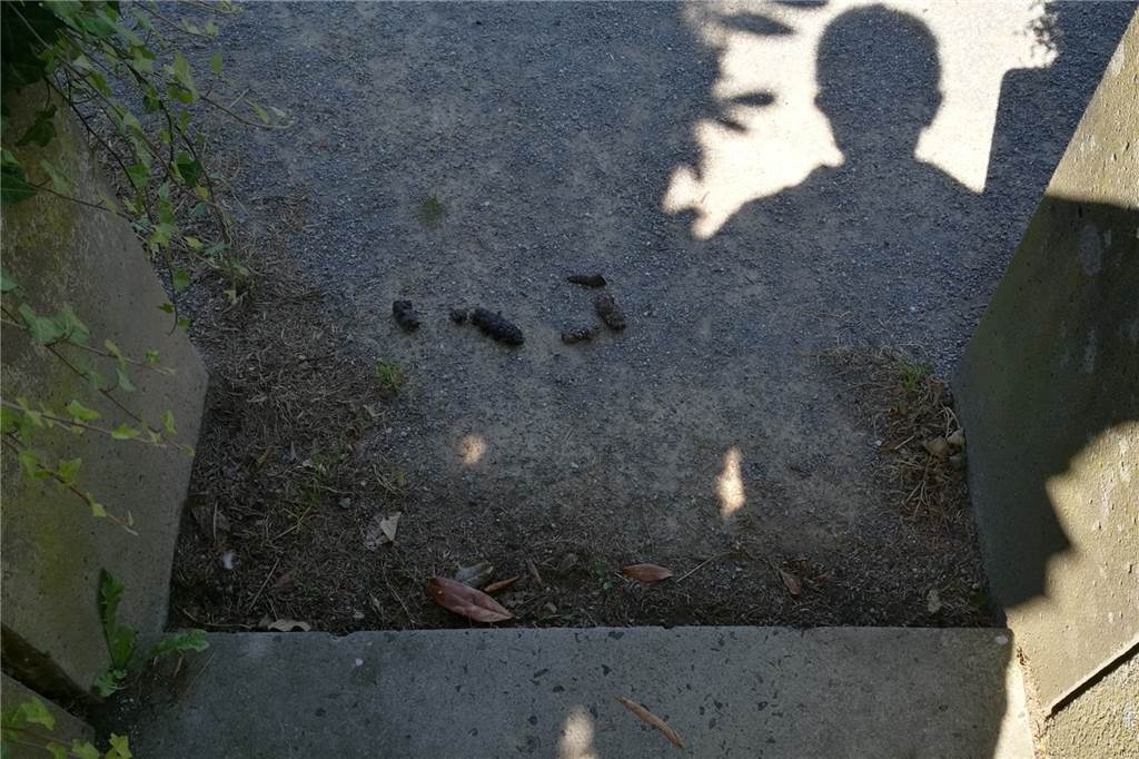 Der Mühlpfad in Unna ist ein regelrechtes Tretminenfeld Gerade am Ende der kleinen Treppe muss man schon einen großen Schritt um die Tretmine herum machen.
