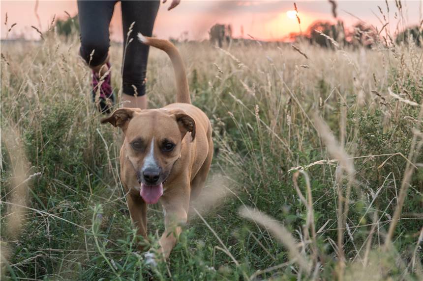 Zeckenalarm – Worauf Hundehalter achten sollten Gerade in hohem Gras verstecken sich oft Zecken. Eine spezielle Lösung kann helfen, diese mit Duftstoffen von dem Hund fernzuhalten.