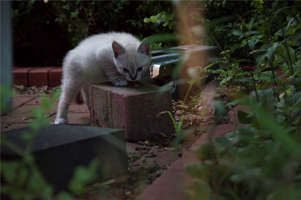 Tierschützer schlagen Alarm: „Dann darf in Dortmund kein Tier mehr erkranken“ Gerade während der nächtlichen Entdeckungstouren lauern viele Verletzungsgefahren für Babykatzen: In Dortmund finden sie an dann nur schwer einen Notfalldienst