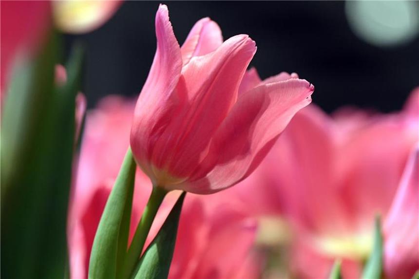 Was man über Tulpen wissen sollte Gerade zur Osterzeit sind die farbenfrohen Kelche beliebt. Foto: Andrea Warnecke/dpa-tmn