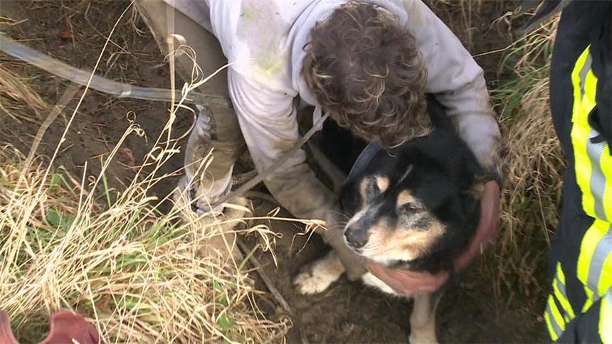 Feuerwehr rettet Hund aus Entwässerungsrohr Gerettet: Dieser Mischling hatte sich in einem Entwässerungsrohr verirrt.