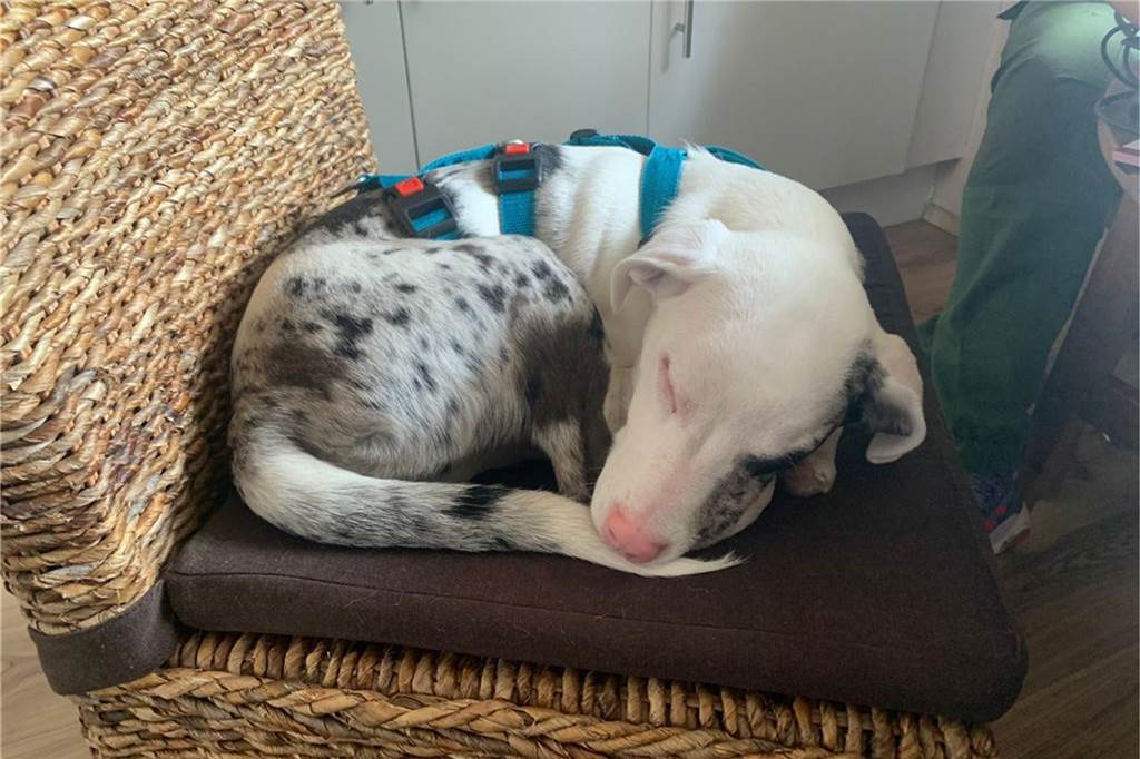 Taub, blind und superlieb: Wer möchte Schmusehund Mila adoptieren? Gerne legt sich Mila zu ihren Menschen und kuschelt.