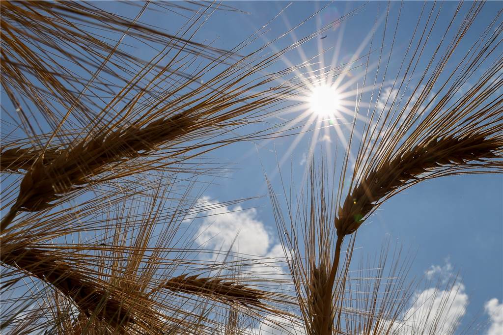 Dürresommer schmälern die Ernte und lassen Landwirte neue Wege suchen Gerstenähren in der Sonne