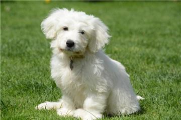 Gestatten: Flocke. Aus dem Welpen soll Olfens erste Schulhund werden.